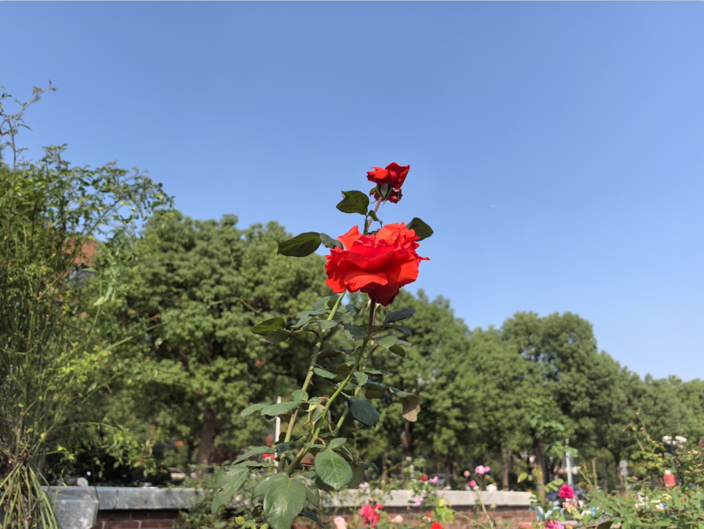 1731483062-微信截图_20241113153045.png